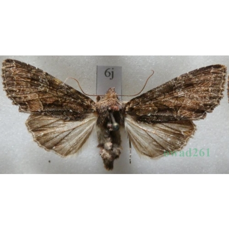 Mniotype adusta (Esper, 1790) Purpurówka ogrodnica Czech6j
